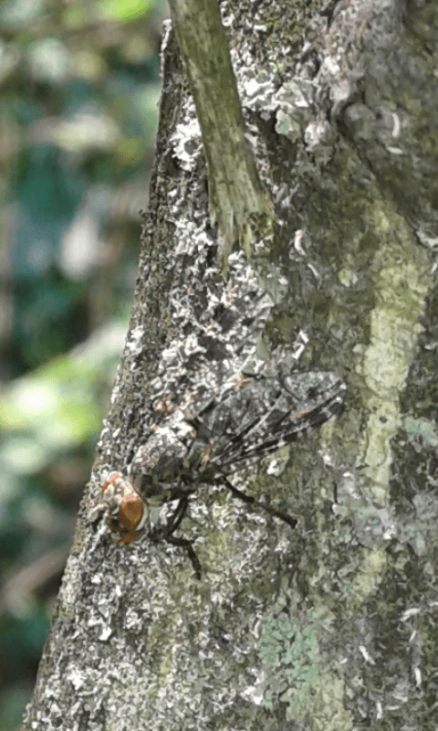 Platystoma sp. (Platystomatidae)? Platystoma cfr. lugubre